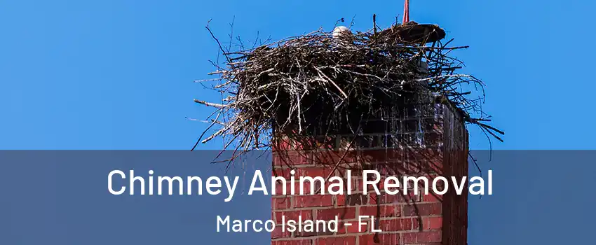  Chimney Animal Removal Marco Island - FL